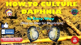 HOW TO CULTURE DAPHNIA In Easy Way [upl. by Primaveria]