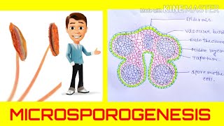 Microsporogenesis  the formation of pollen grainsAnther development Angiosperm reproduction [upl. by Darrill123]