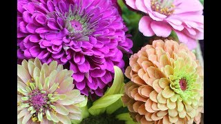 Pinching Zinnias For Bushy Plants And More BloomsGrowing Zinnia Flowers [upl. by Galliett]