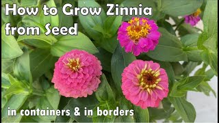 How to Grow Zinnia from Seed to Flower  in Borders and in Containers [upl. by Wynny675]