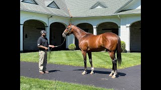 MyRacehorse quotBreeding Shedquot [upl. by Erikson183]