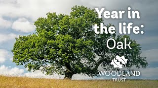 A year in the life of an oak tree  Woodland Trust [upl. by Roskes262]