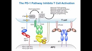 Targeting Cancer Pathways Understanding Immune Checkpoints [upl. by Lamrej]