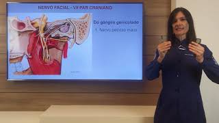 Nervo Facial VII par craniano [upl. by Alby]