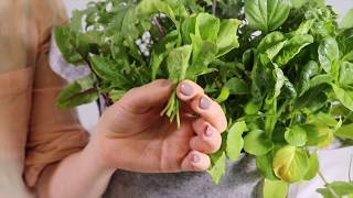 How To Harvest Arugula [upl. by Eromle]